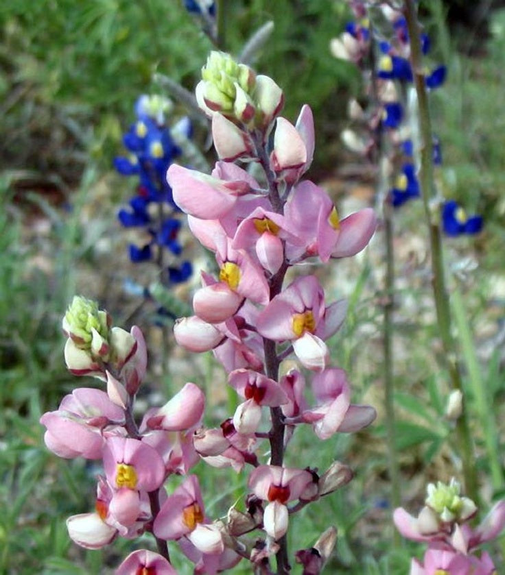 Pink bonnet Flower seeds for Planting - Pollinator Friendly, Heirloom & GMO Free Seeds for Home Garden