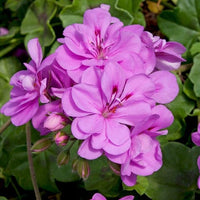 Violet Climbing Geranium Seeds for Planting  Enhance Your Garden