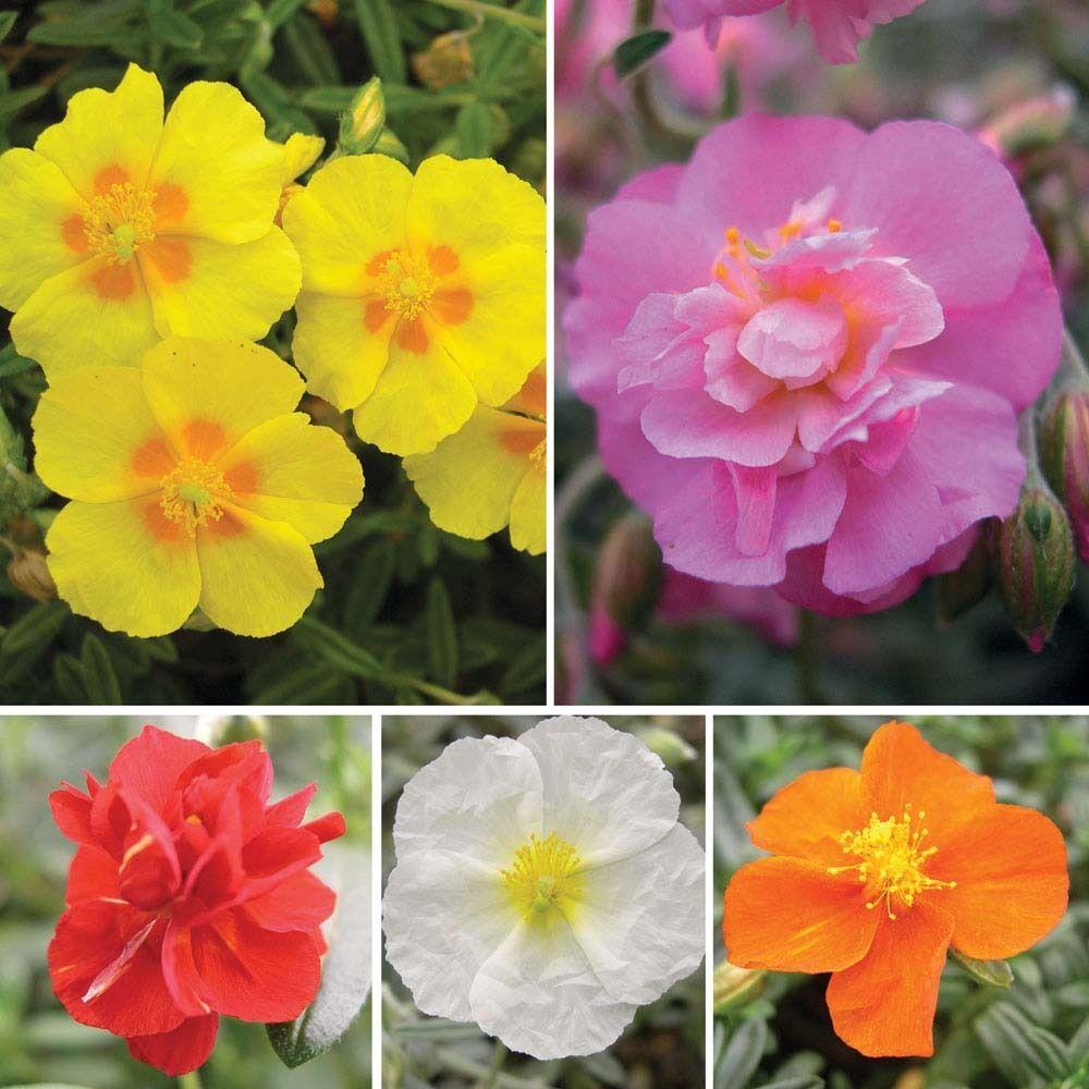 Mixed Helianthemum Flower seeds for Planting - Colorful Display, Heirloom & GMO Free Seeds for Home Garden