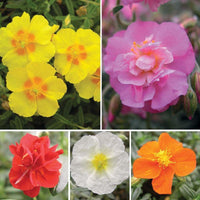 Mixed Helianthemum Flower seeds for Planting - Colorful Display, Heirloom & GMO Free Seeds for Home Garden
