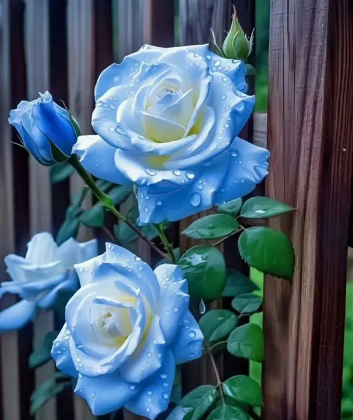 Ice Blue Rose Flower seeds for Planting - Cottage Garden Essential, Heirloom & GMO Free Seeds for Home Garden
