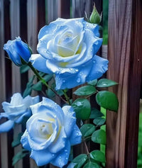 Ice Blue Rose Flower seeds for Planting - Cottage Garden Essential, Heirloom & GMO Free Seeds for Home Garden