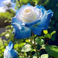 Ice Blue Rose Flower seeds for Planting - Cottage Garden Essential, Heirloom & GMO Free Seeds for Home Garden