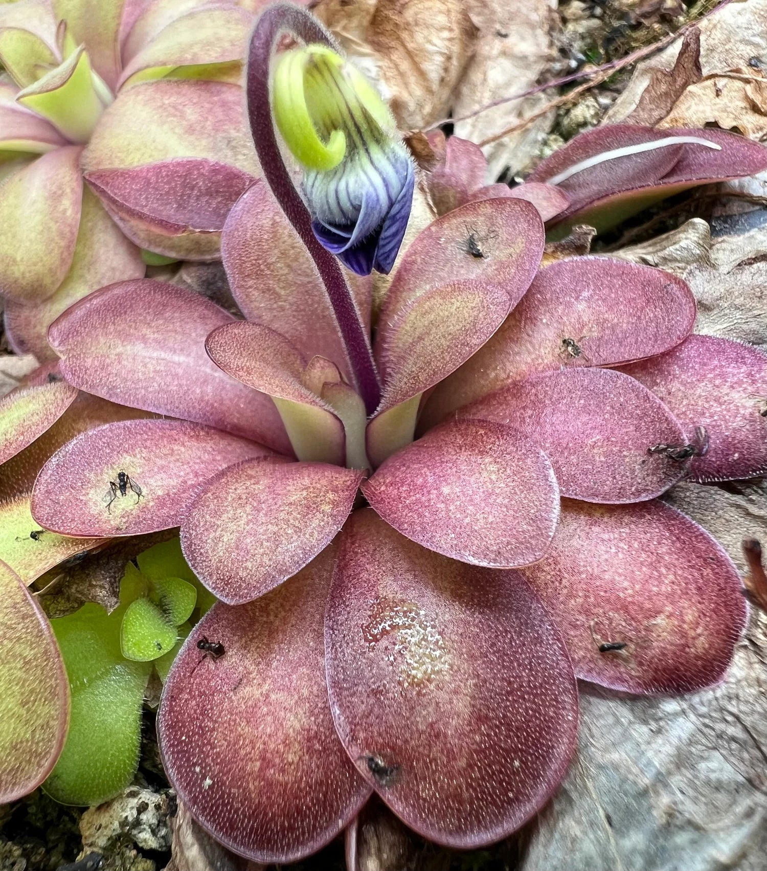 Mexican Butterwort Flower Seeds for Planting  Brighten Your Garden