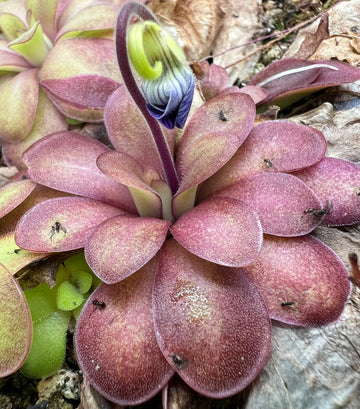 Mexican Butterwort Flower Seeds for Planting  Brighten Your Garden