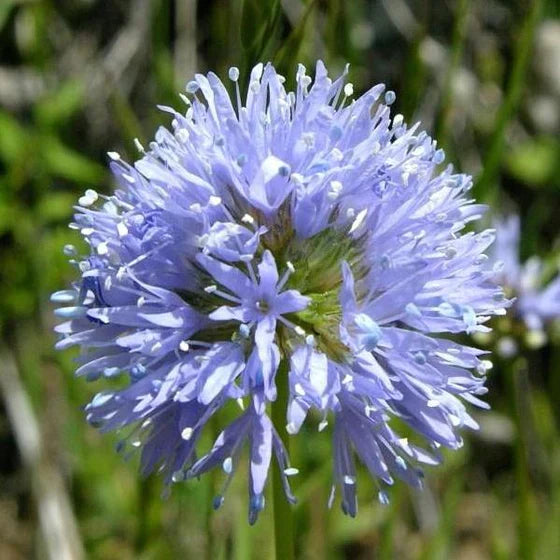 Blue Gilly Flower seeds for Planting - Drought Tolerant, Heirloom & GMO Free Seeds for Home Garden
