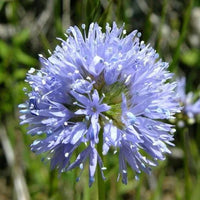 Blue Gilly Flower seeds for Planting - Drought Tolerant, Heirloom & GMO Free Seeds for Home Garden