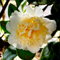 White Yellow Camellia Flower seeds for Planting - Easy to Grow, Heirloom & GMO Free Seeds for Home Garden