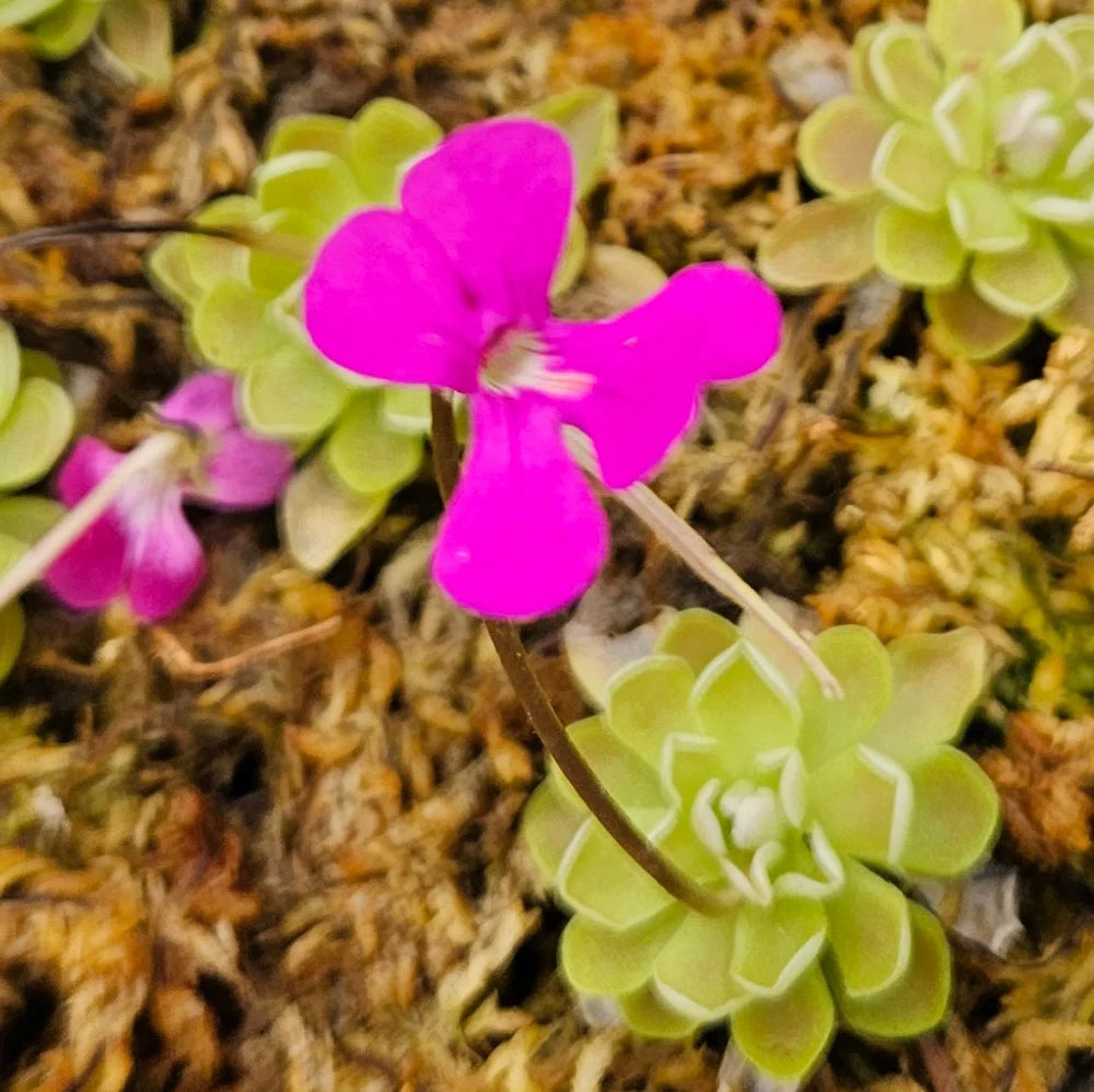 Butterwort flower seeds for Planting - Pollinator Friendly, Heirloom & GMO Free Seeds for Home Garden