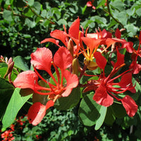 Bauhinia Galpinii Seeds for Planting for Flower Bed