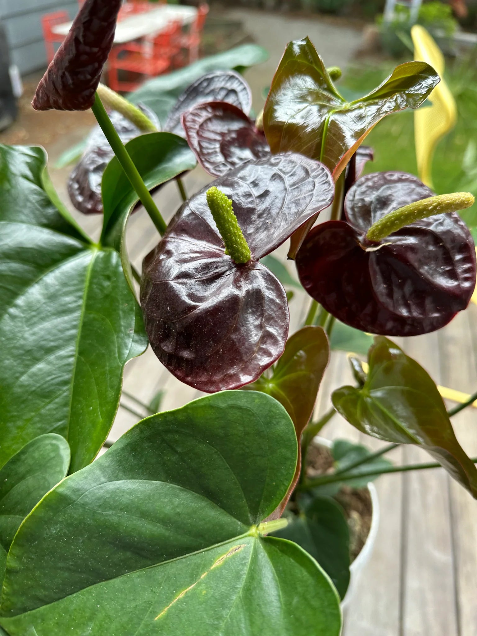 Burgundy Anthurium Flower Seeds for Planting Cottage Garden Essential Heirloom & GMO Free Seeds for Home Garden
 
 Sale