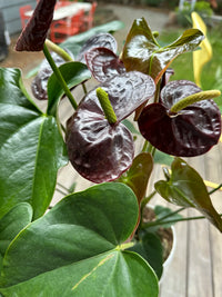 Burgundy Anthurium Flower Seeds for Planting Cottage Garden Essential Heirloom & GMO Free Seeds for Home Garden
 
 Sale