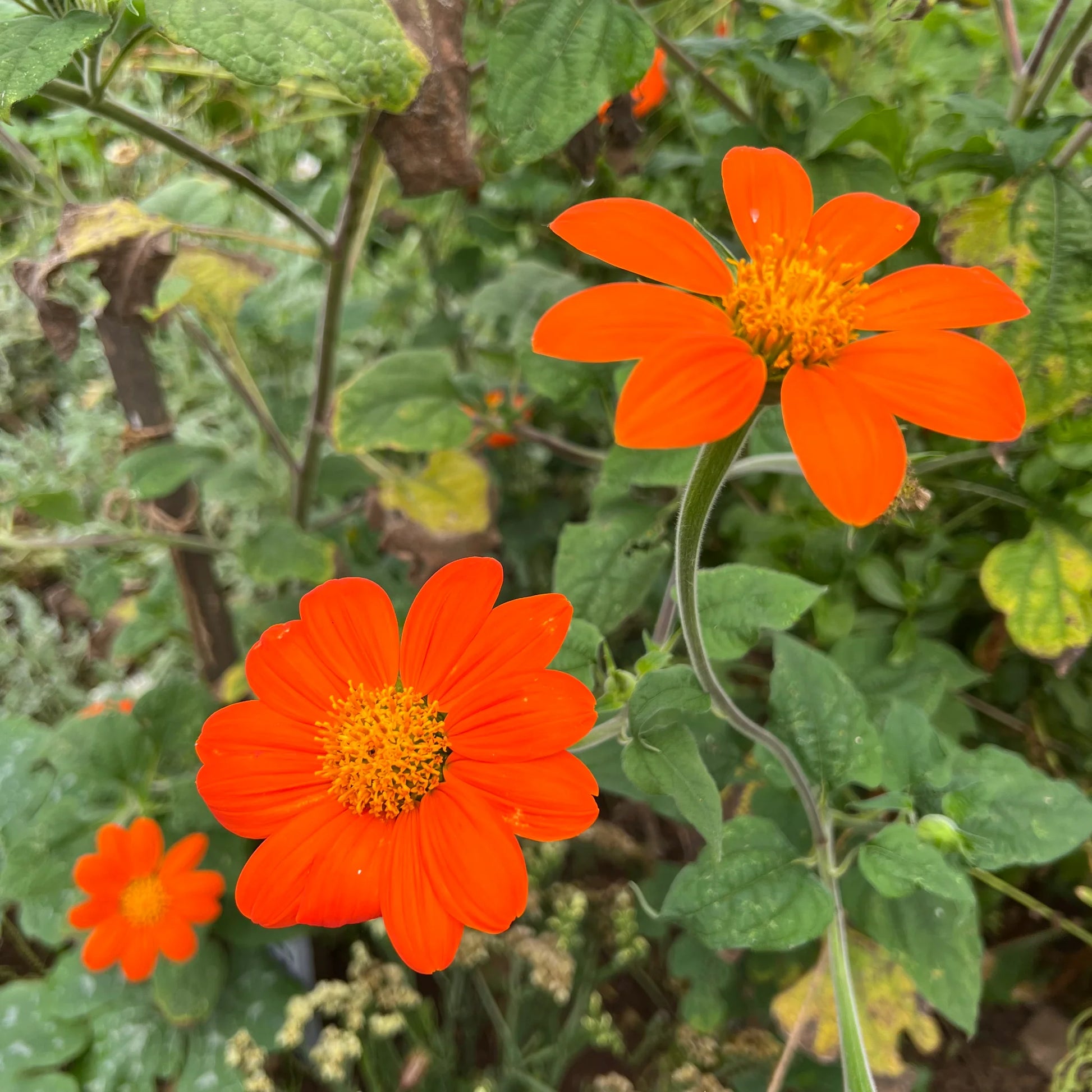 Mexican SunFlower seeds for Planting Shade Tolerant Heirloom & GMO Free Seeds for Home Garden