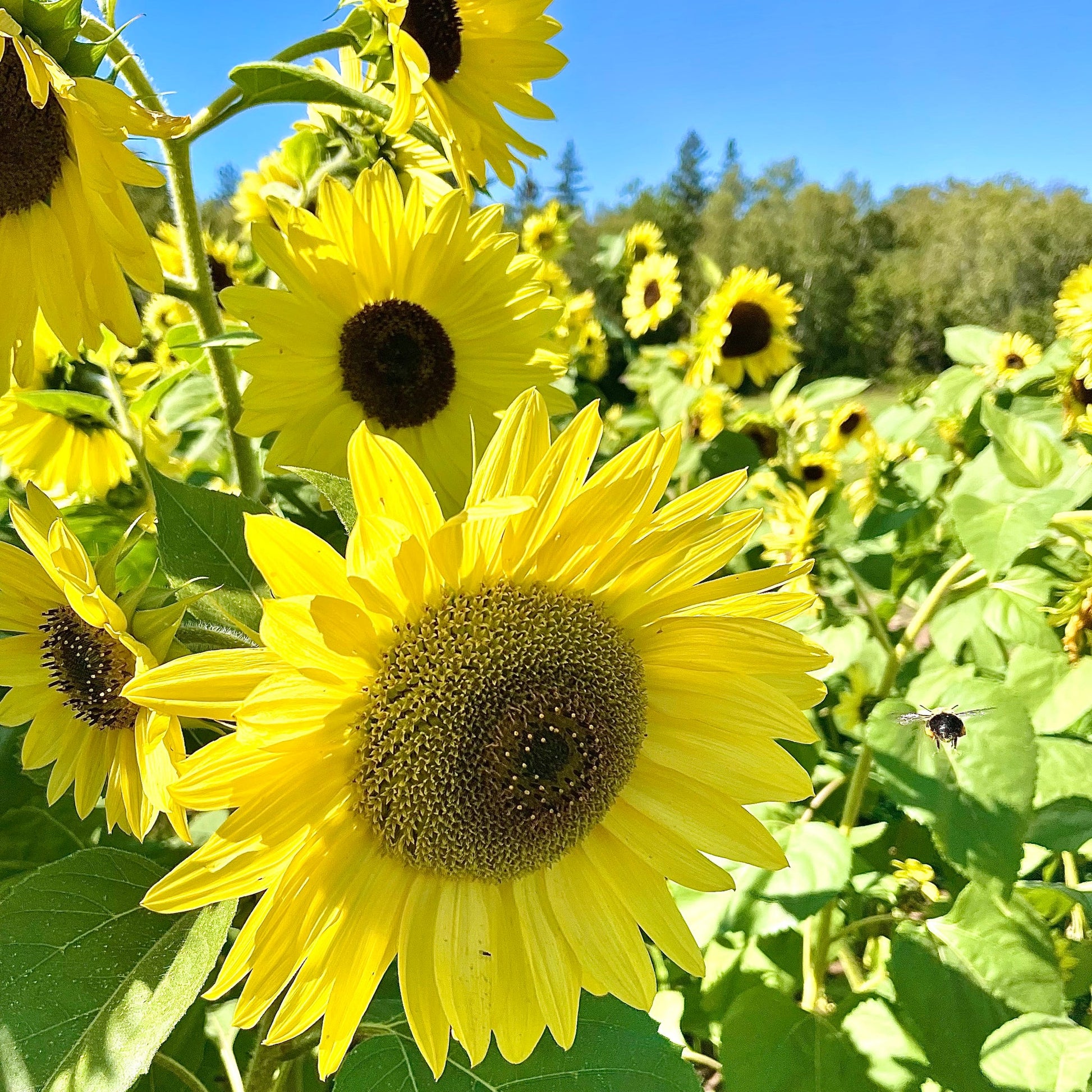 Sunflower Lemon Queen Seeds for Bright Yellow Blooms