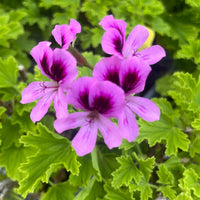 Violet Geranium Pelargonium Flower Seeds for Planting Vibrant Colors Heirloom & GMO Free Seeds for Home Garden
 
 Sale