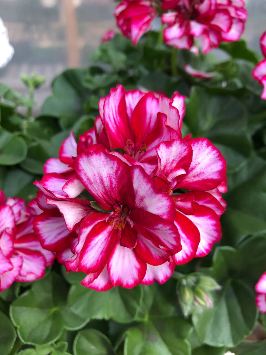 Pink Burgundy Geranium Flower seeds for Planting - Easy to Grow, Heirloom & GMO Free Seeds for Home Garden