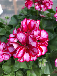 Pink Burgundy Geranium Flower seeds for Planting - Easy to Grow, Heirloom & GMO Free Seeds for Home Garden
