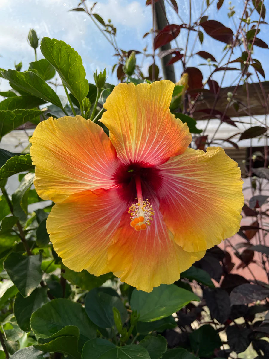 Hibiscus Flower Flower seeds for Planting Pollinator Friendly Heirloom & GMO Free Seeds for Home Garden