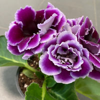 Violet White Gloxinia Flower seeds for Planting - Cottage Garden Essential, Heirloom & GMO Free Seeds for Home Garden