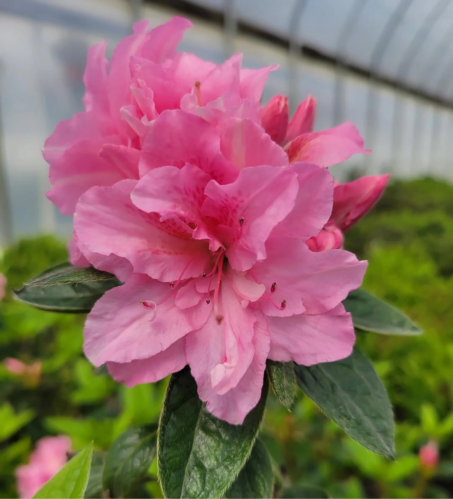 Pink Azalea Flower Flower seeds for Planting - Sun Loving, Heirloom & GMO Free Seeds for Home Garden