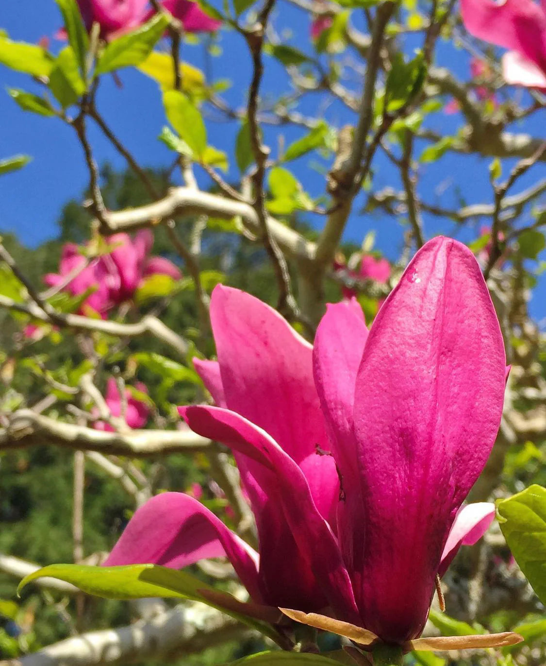 Magnolia campbellii Stunning Pink Flower Tree Seeds (Zone 7+)