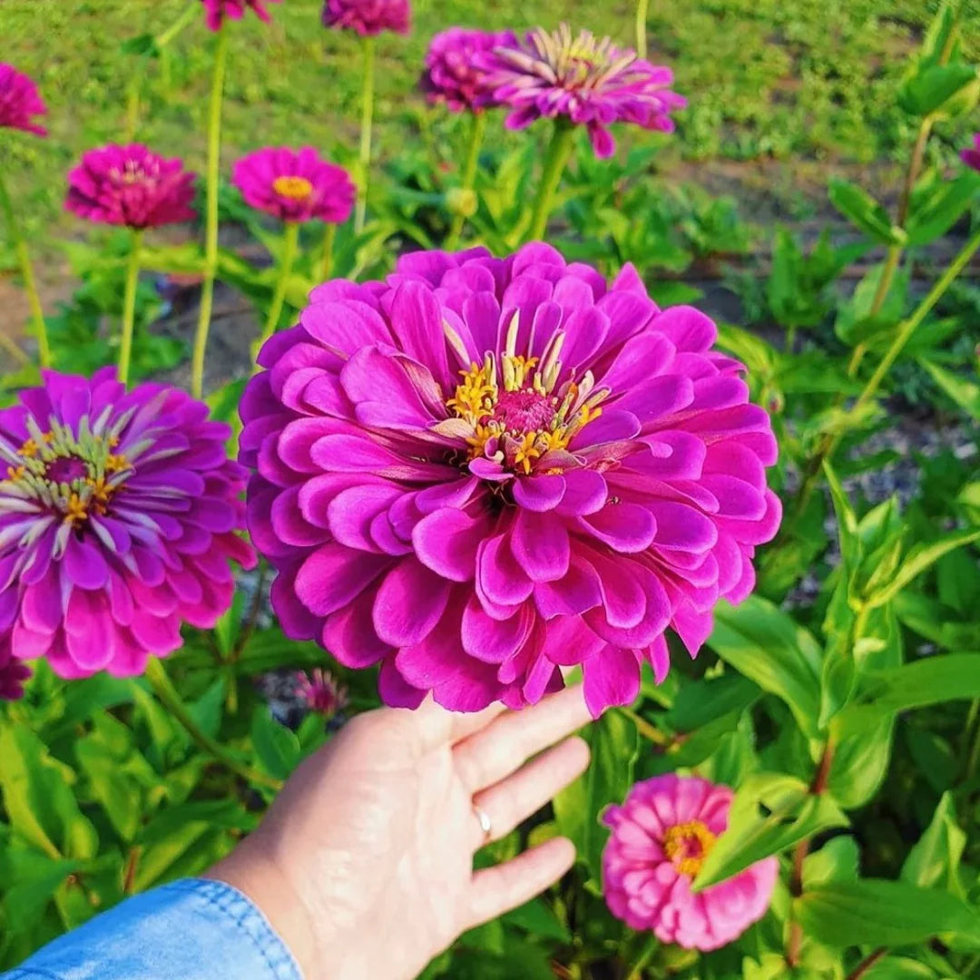 Zinnia Flower seeds for Planting - Seasonal Bloomer, Heirloom & GMO Free Seeds for Home Garden