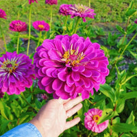 Zinnia Flower seeds for Planting - Seasonal Bloomer, Heirloom & GMO Free Seeds for Home Garden