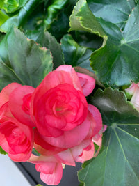 Rose Rieger Begonia Flower seeds for Planting Pollinator Friendly Heirloom & GMO Free Seeds for Home Garden