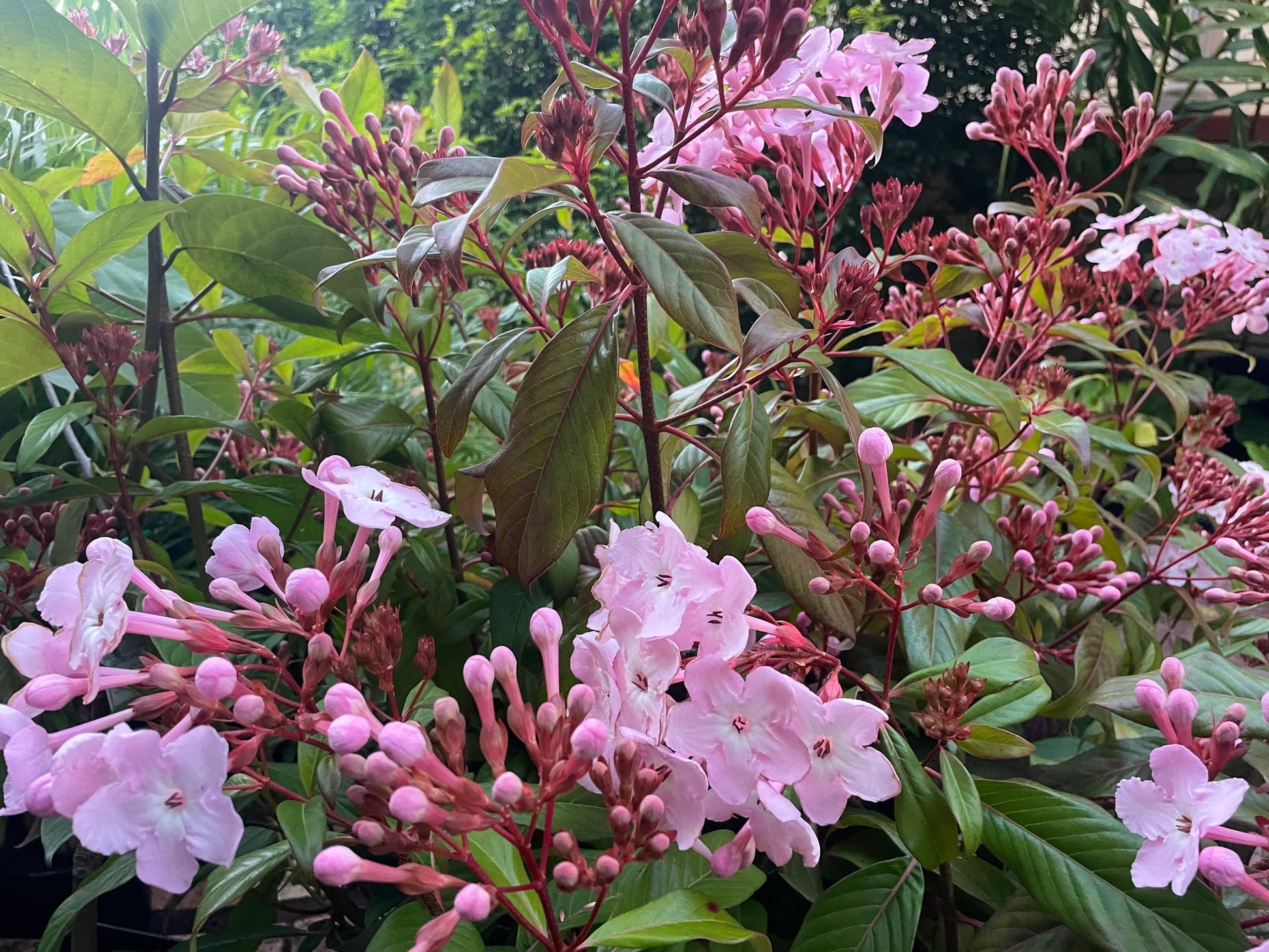 Luculia Gratissima Flower seeds for Planting Drought Tolerant Heirloom & GMO Free Seeds for Home Garden