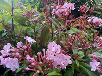Luculia Gratissima Flower seeds for Planting Drought Tolerant Heirloom & GMO Free Seeds for Home Garden