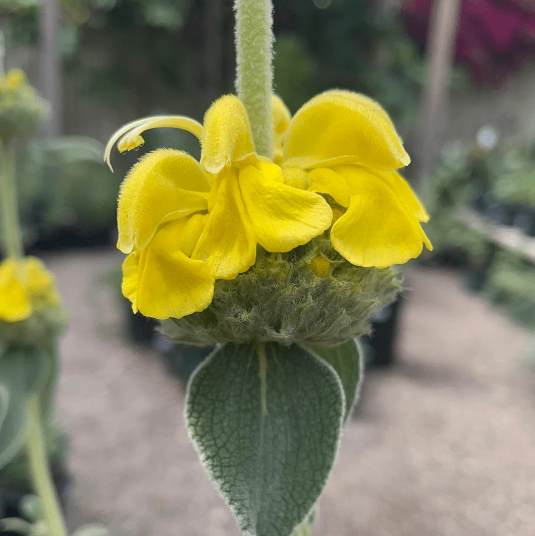 Jerusalem Sage Yellow Flower Seeds for Planting  Vibrant and Aromatic Blooms
