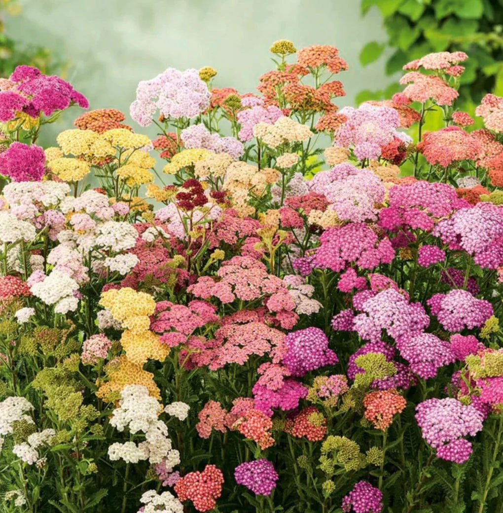 Mixed Achillea Flower seeds for Planting - Shade Tolerant, Heirloom & GMO Free Seeds for Home Garden