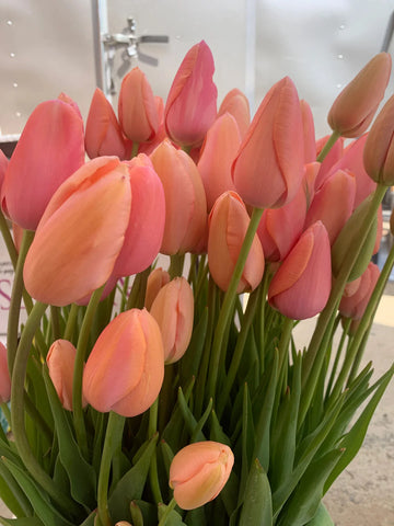 Peach Tulip Flower Seeds for Planting Easy to Grow Heirloom & GMO Free Seeds for Home Garden
 
 Sale