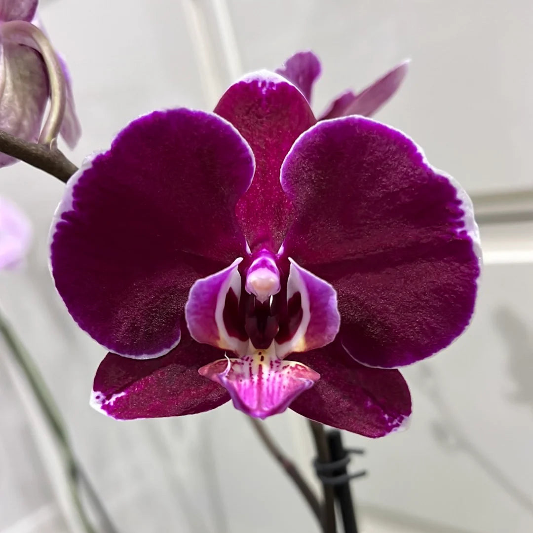 Purple Phalaenopsis Flower seeds for Planting Pollinator Friendly Heirloom & GMO Free Seeds for Home Garden 
 
 Sale