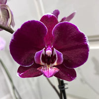 Purple Phalaenopsis Flower seeds for Planting Pollinator Friendly Heirloom & GMO Free Seeds for Home Garden 
 
 Sale