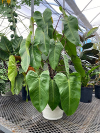 Green Philodendron Erubescens Flower seeds for Planting - Perfect for Borders, Heirloom & GMO Free Seeds for Home Garden