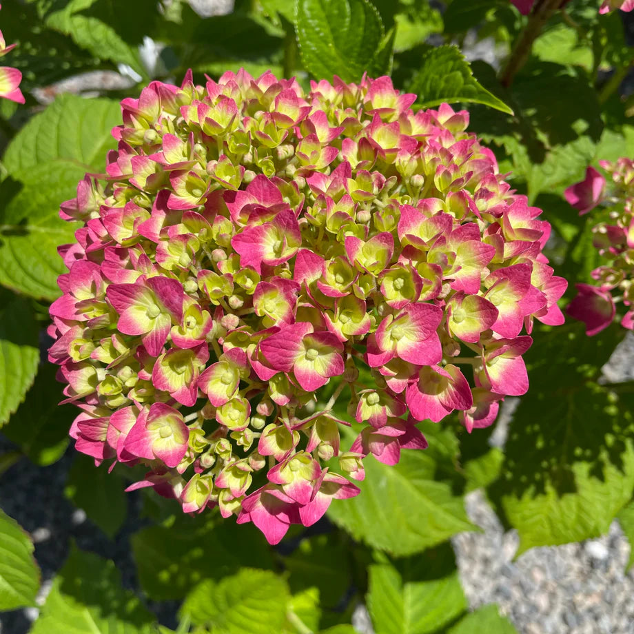 Yellow Pink Hydrangea Flower seeds for Planting - Drought Tolerant, Heirloom & GMO Free Seeds for Home Garden