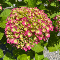 Yellow Pink Hydrangea Flower seeds for Planting - Drought Tolerant, Heirloom & GMO Free Seeds for Home Garden
