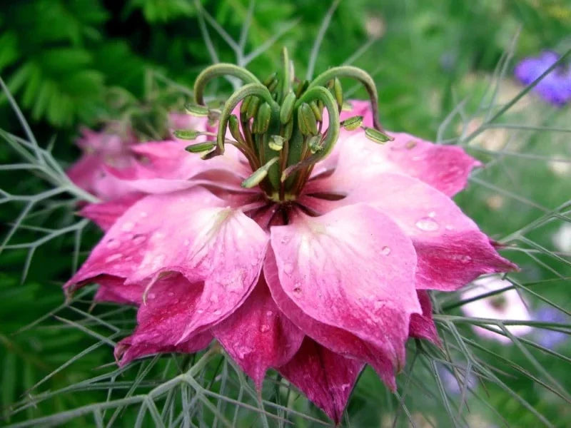 Pink Nigella Damascena Flower seeds for Planting - Wildflower Mix, Heirloom & GMO Free Seeds for Home Garden