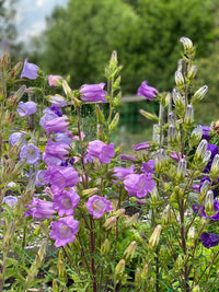 Campanula Bellflower Seeds For Planting and Gardening