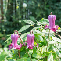 Clematis Reticulata Flower seeds for Planting Low Maintenance Heirloom & GMO Free Seeds for Home Garden