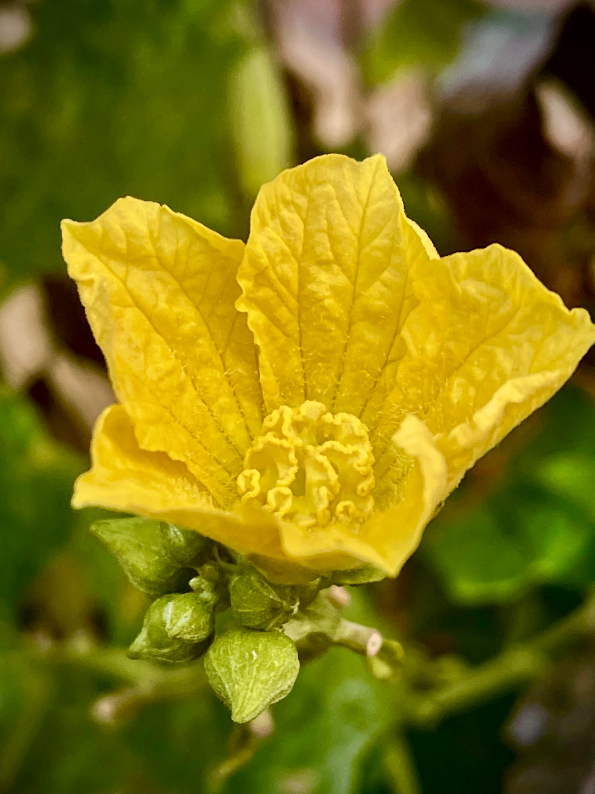 Luffa Flower seeds for Planting Seasonal Bloomer Heirloom & GMO Free Seeds for Home Garden
