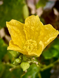 Luffa Flower seeds for Planting Seasonal Bloomer Heirloom & GMO Free Seeds for Home Garden