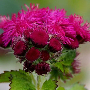 Red Ageratum Flower seeds for Planting Seasonal Bloomer Heirloom & GMO Free Seeds for Home Garden 
 
 Sale