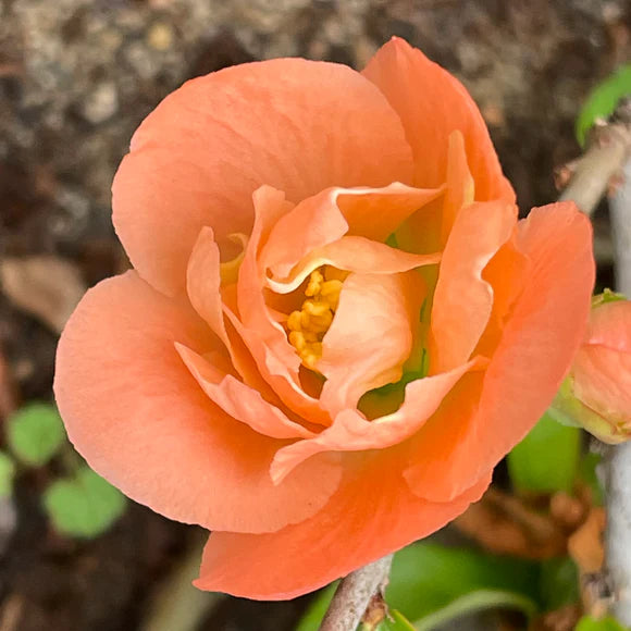 Orange Quince Flower seeds for Planting - Premium Quality, Heirloom & GMO Free Seeds for Home Garden