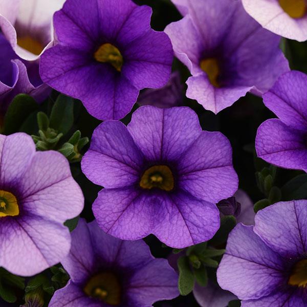 Futaba Petunia Kabloom Calibrachoa Seeds Tinted Purple Flower seeds for Planting Low Maintenance Heirloom & GMO Free Seeds for Home Garden