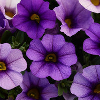 Futaba Petunia Kabloom Calibrachoa Seeds Tinted Purple Flower seeds for Planting Low Maintenance Heirloom & GMO Free Seeds for Home Garden