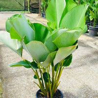 Calathea Lutea Mexican Cigar seeds for Planting - Sun Loving, Heirloom & GMO Free Seeds for Home Garden
