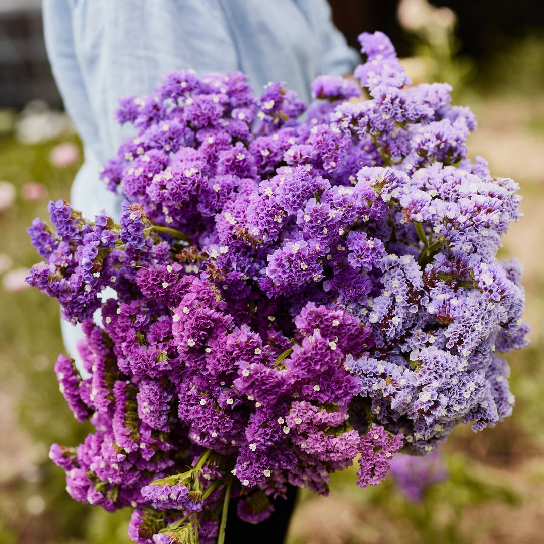 Statice Purple Anziehung Seeds for Stunning Purple Statice Flowers