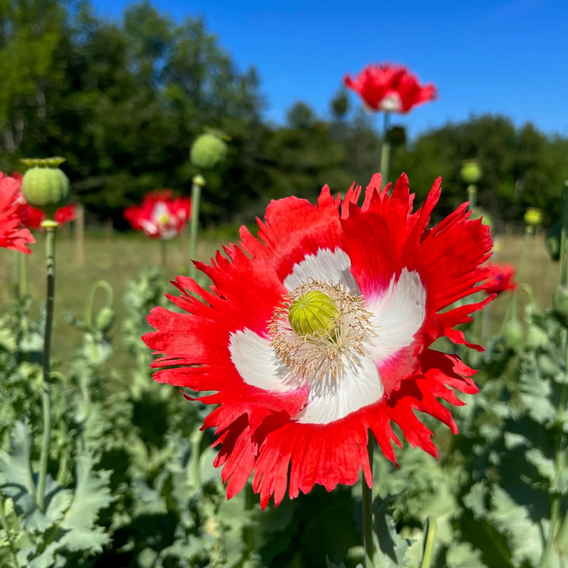 Red Yellow Danish Flag Flower seeds for Planting Vibrant Colors Heirloom & GMO Free Seeds for Home Garden 
 
 Sale